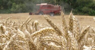 El trigo duro de calidad no tiene quien lo compre