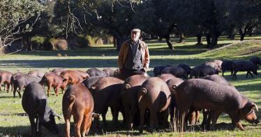 El nuevo protocolo de inspección del ibérico encarece la gestión ganadera