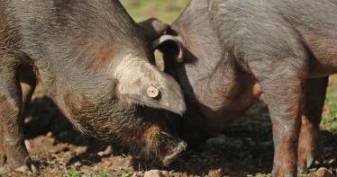 Así controla sus productos el sector del ibérico en Andalucía