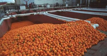 Dcoop plantará cara a Don Simón con una fábrica de zumo de naranja en Palma del Río