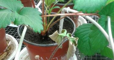 Cómo prevenir los ataques de hongos en la fresa de Huelva