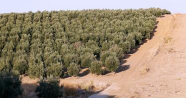 El olivar y los cítricos andaluces tienen a su peor enemigo a las puertas
