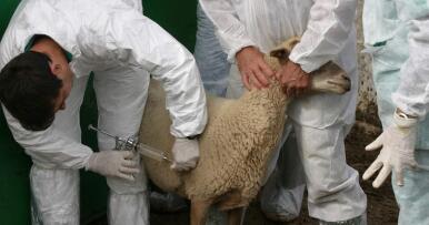 Un brote de lengua azul golpea con dureza al campo andaluz