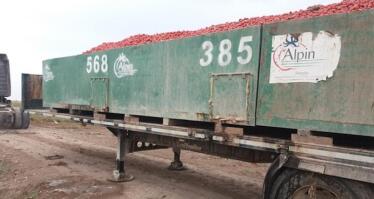Conesa deja a productores con la mitad del tomate contratado tirado en el campo en Andalucía