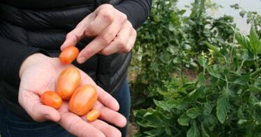 Cómo conseguir tomates de calidad con la mitad de agua