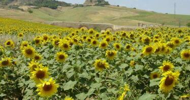 Mejoran las perspectivas para el girasol, pero con bajos precios