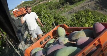 Los agricultores de mango, hundidos: «Nos pagan 80 céntimos el kilo mientras el consumidor paga 6 euros»
