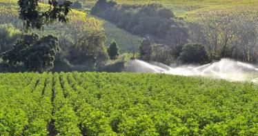 A finales de enero llegarán las ayudas asociadas a cultivos de la PAC