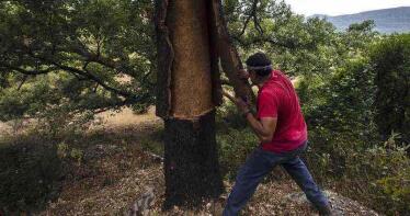 La saca del corcho rondeña acaba con una bajada de la producción