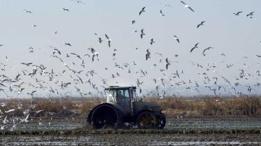 Los arroceros temen «no poder sembrar nada» si no llueve en primavera