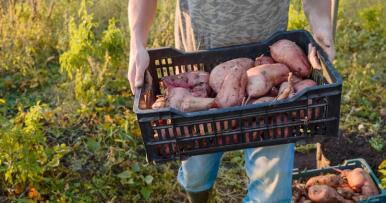 Sanlúcar de Barrameda se consolida como el mayor exportador de boniato en Europa