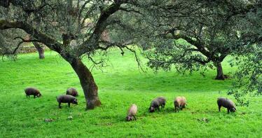 Lonja de Araporc: sigue sin cotizar la bellota y continúa al alza el porcino de capa blanca