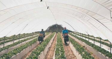 Andalucía bate el récord de exportaciones de frutos rojos y supera los 700 millones
