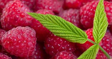 La campaña de los frutos rojos se estabiliza