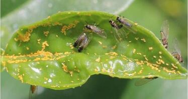 El IFAPA organiza actividades formativas sobre el HLB de los cítricos