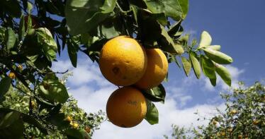 Un aforo «catastrófico»: la Junta prevé que haya un 30% menos de naranjas que en la pasada campaña