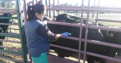 La Junta cubrirá el 50% de los gastos de vacunación contra la lengua azul en Andalucía