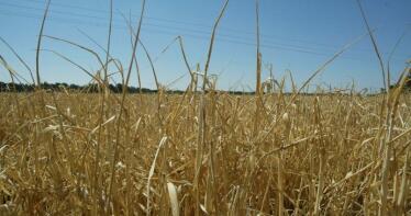 Un millón de hectáreas de secano se quedan sin ayuda agroambiental