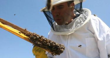 Los apicultores andaluces, ahogados por la burocracia para solicitar ayudas
