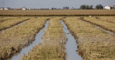 El «doble rasero» de la UE: permite a los terceros países usar un plaguicida para el arroz prohibido en Europa