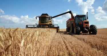 El precio medio del trigo duro subió un 24 % en 2019