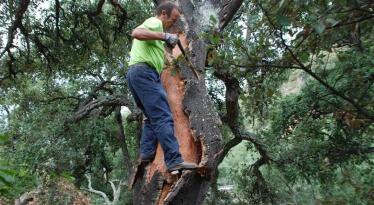 Futuros corcheros se forman para mejorar el alcornocal onubense