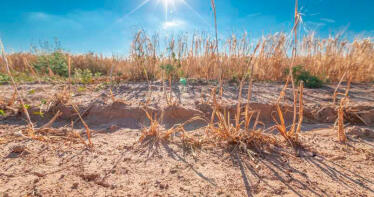 Cooperativas Agro-alimentarias actualiza al alza su estimación sobre la cosecha de cereales