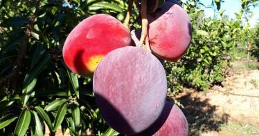 Málaga produce en esta campaña mangos de gran calidad a pesar de su bajo calibre
