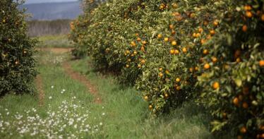 Las exportaciones de cítricos andaluces registran récord y rozan los 160 millones