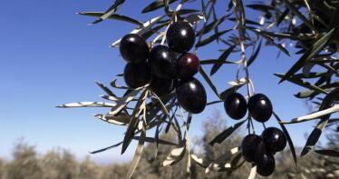 La retirada de aceite voluntaria frena la caída de los precios