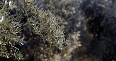 Una planificación fitosanitaria sostenible para el olivar