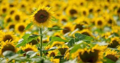 Andalucía pierde 50.000 hectáreas de girasol respecto a la campaña pasada por la sequía