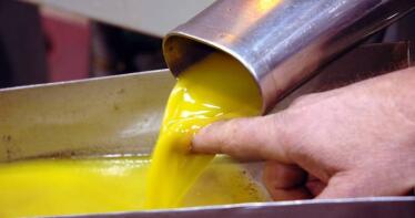 Buen inicio para la campaña oleícola: ritmo en las salidas y un precio medio por encima de los 4,5 euros