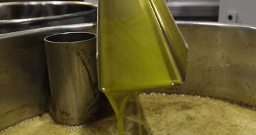 Se aprueban cambios normativos para el sector oleícola: estas son las novedades