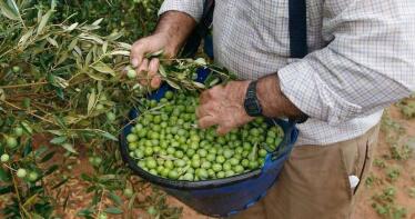 La aceituna de mesa española, en jaque por los aranceles del 50% de EE. UU.