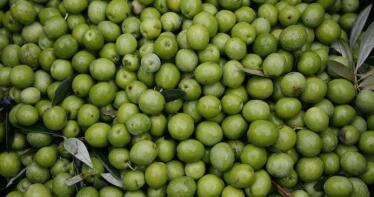 Aceituna de mesa: precios estables en las distintas variedades
