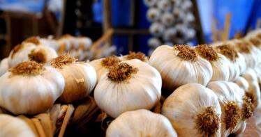 Córdoba, líder en el sector del ajo por superficie y producción