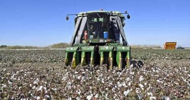 Menos algodón pero con precios más altos para esta campaña