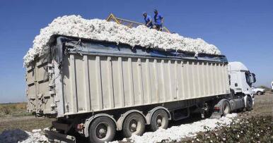 Arranca la campaña de recogida de algodón en Sevilla