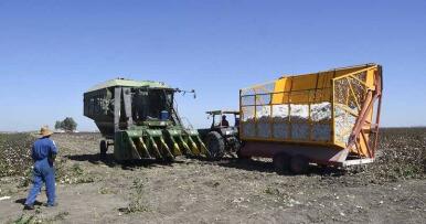 Finalización de la campaña algodonera