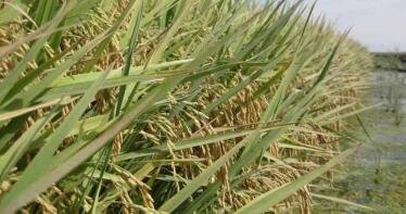 La Junta adapta las exigencias de las ayudas agroambientales del arroz por la sequía