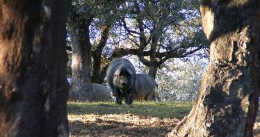 Estabilidad para los cerdos de bellota en la montanera