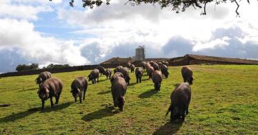 Bajada generalizada del ibérico en la Lonja de Araporc