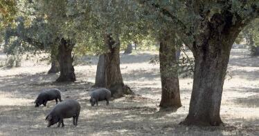 Estabilidad en los precios del porcino en la Lonja de Araporc