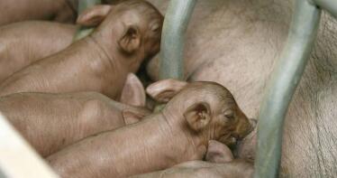 Continúan los malos registros para el porcino en la Lonja de Salamanca