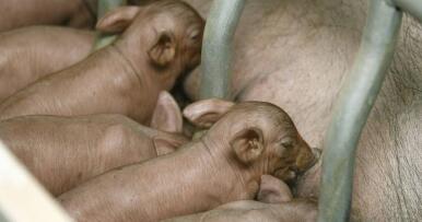 Un 57% de las recetas electrónicas expedidas van al ganado porcino