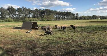 La crisis del cerdo hunde los precios por debajo del euro