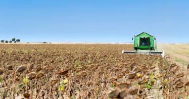 Los productores andaluces de girasol podrán modificar su declaración de seguro hasta el 25 de abril
