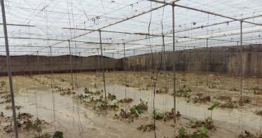 Gota fría: centenares de invernaderos derrumbados y cultivos inundados en Almería