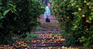 Reclaman al MAPA que revierta los recortes impuestos por Agroseguro a la cobertura del sector citrícola